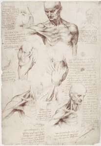 Estudos de anatomia: Os músculos da superfície do pescoço e ombro de Leonardo da Vinci