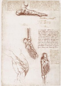 Estudos de anatomia: Anatomia da superfície do ombro - osso do pé de Leonardo da Vinci