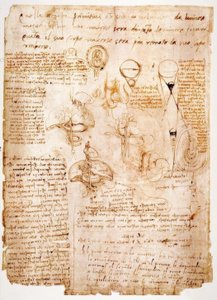 Estudos de anatomia: órgãos do abdômen ... de Leonardo da Vinci