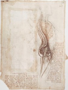 Estudos de anatomia: coluna ... de Leonardo da Vinci