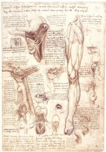 Estudos de anatomia: língua, garganta, laringe e esôfago de Leonardo da Vinci
