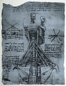 Estrutura óssea do pescoço e do ombro humano, cópia fac-símile de Leonardo da Vinci