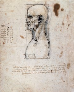 Busto de um homem de perfil com medidas e notas (tinta sépia sobre papel de linho) de Leonardo da Vinci