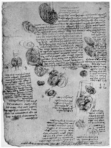Diagrama do vórtice sanguíneo no coração, final do século XV ou início do século XVI, 1954 de Leonardo da Vinci