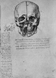 Desenho de duas metades de uma caveira, c1480 1945 de Leonardo da Vinci