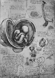 Desenhos de um embrião no útero, c1480 1945 de Leonardo da Vinci