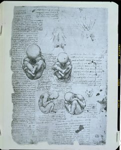 Cinco visões de um feto no útero, cópia fac-símile de Leonardo da Vinci