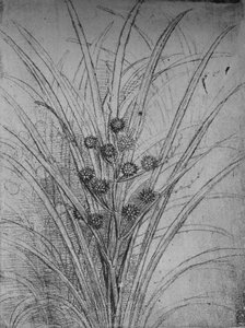Juncos floridos, c1480 1945 de Leonardo da Vinci