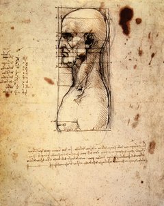 Cabeça masculina de perfil com proporções de Leonardo da Vinci