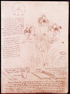 Notas e esboços de botânica e geometria: narcissus. Desenho em página dupla de manuscrito de Leonardo da Vinci (Leonardo da Vinci) (1452-1519) de Leonardo da Vinci
