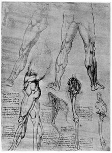 Estudos em anatomia comparada, 1506-1507 1954 de Leonardo da Vinci