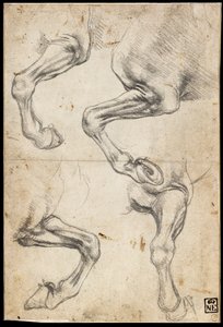 Estudos da perna do cavalo de Leonardo da Vinci