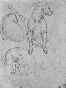 Estudos de um cão e de um gato, c1480 1945 de Leonardo da Vinci