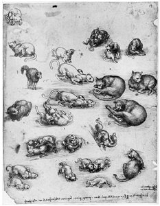 Estudos de gatos, 1513-1515 1954 de Leonardo da Vinci