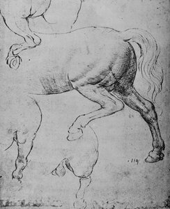 Estudos dos quartos traseiros e das patas traseiras de um cavalo, c1480 1945 de Leonardo da Vinci