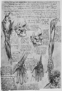Estudos dos músculos do rosto e do braço, c1480 1945 de Leonardo da Vinci