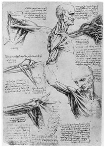 Estudo das articulações do ombro, 1510-1511 1954 de Leonardo da Vinci
