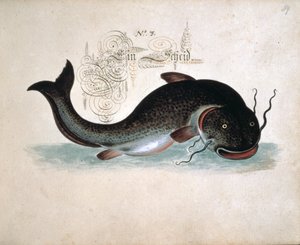 Acrescentar 6458 f.39 Catfish
