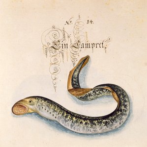 Adicionar 6485 f.50 Sea Lamprey