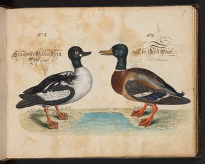 "Uma descrição e Delineação natural exacta das aves aquáticas, peixes, animais de quatro pés, insectos e vermes, que se encontram nas águas de Estrasburgo [Estrasburgo], que eu próprio matei e tratei. Leonard Baldner, Fisher and Citizen in Strassburg", c