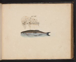 "Uma descrição e Delineação natural exacta das aves aquáticas, peixes, animais de quatro pés, insectos e vermes, que se encontram nas águas de Estrasburgo [Estrasburgo], que eu próprio matei e tratei. Leonard Baldner, Fisher and Citizen in Strassburg", c