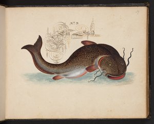"Uma descrição e Delineação natural exacta das aves aquáticas, peixes, animais de quatro pés, insectos e vermes, que se encontram nas águas de Estrasburgo [Estrasburgo], que eu próprio matei e tratei. Leonard Baldner, Fisher and Citizen in Strassburg", c