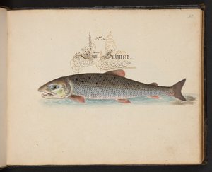 "Uma descrição e Delineação natural exacta das aves aquáticas, peixes, animais de quatro pés, insectos e vermes, que se encontram nas águas de Estrasburgo [Estrasburgo], que eu próprio matei e tratei. Leonard Baldner, Fisher and Citizen in Strassburg", c
