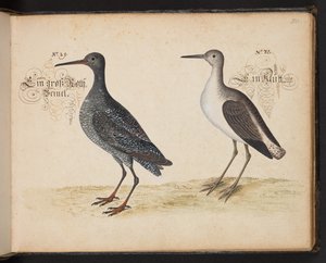 "Uma descrição e Delineação natural exacta das aves aquáticas, peixes, animais de quatro pés, insectos e vermes, que se encontram nas águas de Estrasburgo [Estrasburgo], que eu próprio matei e tratei. Leonard Baldner, Fisher and Citizen in Strassburg", c