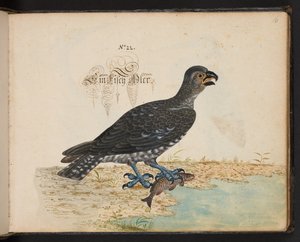 "Uma descrição e Delineação natural exacta das aves aquáticas, peixes, animais de quatro pés, insectos e vermes, que se encontram nas águas de Estrasburgo [Estrasburgo], que eu próprio matei e tratei. Leonard Baldner, Fisher and Citizen in Strassburg", c