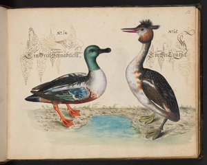 "Uma descrição e Delineação natural exacta das aves aquáticas, peixes, animais de quatro pés, insectos e vermes, que se encontram nas águas de Estrasburgo [Estrasburgo], que eu próprio matei e tratei. Leonard Baldner, Fisher and Citizen in Strassburg", c