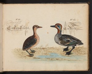 "Uma descrição e Delineação natural exacta das aves aquáticas, peixes, animais de quatro pés, insectos e vermes, que se encontram nas águas de Estrasburgo [Estrasburgo], que eu próprio matei e tratei. Leonard Baldner, Fisher and Citizen in Strassburg", c