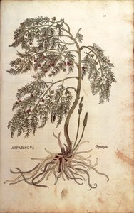Asparagus (Asparagus officinalis) de Leonhart Fuchs de De historia stirpium commentarii insignes (Notable Commentaries on the History of Plants) gravura colorida de Leonhard Fuchs