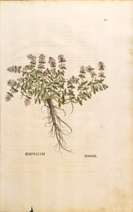 Breckland ou tomilho selvagem (Thymus serpyllum), gravura colorida de Leonhart Fuchs de Leonhard Fuchs