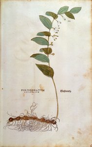 Selo de Salomão de Folha larga (Polygonatum latifolium) de Leonhart Fuchs da De historia stirpium commentarii insignes (Notable Commentaries on the History of Plants) gravura colorida de Leonhard Fuchs