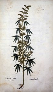 Cannabis Sativa (Cultivo de cânhamo) - em "De Historia Stirpium commentarii insígnia" de Leonhart Fuchs