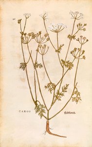 Caraway - Carum carvi (Caros) de Leonhart Fuchs de De historia stirpium commentarii insignes (Notable Commentaries on the History of Plants) gravura colorida de Leonhard Fuchs