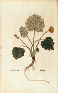 Coltsfoot (Tussilago farfara)de Leonhart Fuchs de De historia stirpium commentarii insignes (Notable Commentaries on the History of Plants), gravura colorida de Leonhard Fuchs