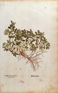 Common Purslane ou Pigweed - Portulaca oleracea (Portulaca sylvestris) de Leonhart Fuchs de De historia stirpium commentarii insignes (Notable Commentaries on the History of Plants), gravura colorida de Leonhard Fuchs