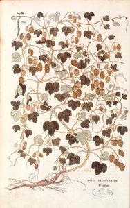 Lúpulo comum - Humulus lupulus (Lupus salictarius) de Leonhart Fuchs de De historia stirpium commentarii insignes (Notable Commentaries on the History of Plants) gravura colorida