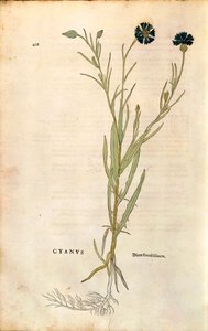 Cornflower (Centaurea cyanus)de Leonhart Fuchs da De historia stirpium commentarii insignes (Notable Commentaries on the History of Plants), gravura colorida de Leonhard Fuchs