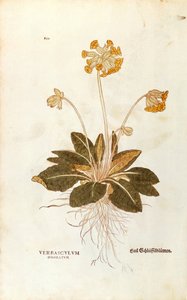 Cowslip - Primula veris officinalis (Verbasculum odoratum) de Leonhart Fuchs de De historia stirpium commentarii insignes (Notable Commentaries on the History of Plants), gravura colorida