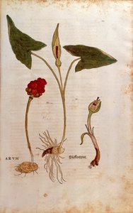 Cuckoo Pint ou Lords-and-Ladies italianos - Arum italicum (Arum) de Leonhart Fuchs de De historia stirpium commentarii insignes (Notable Commentaries on the History of Plants), gravura colorida de Leonhard Fuchs