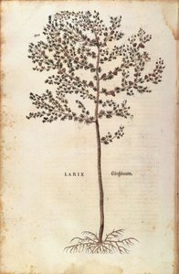 lariço europeu (Larix decidua) de Leonhart Fuchs de De historia stirpium commentarii insignes (Notable Commentaries on the History of Plants) gravura colorida de Leonhard Fuchs