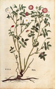 Evergreen rose (Rosa sempervirens)de Leonhart Fuchs da De historia stirpium commentarii insignes (Notable Commentaries on the History of Plants), gravura colorida