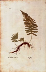 Samambaia, polipodia comum (Polypodium vulgare) de Leonhart Fuchs de De historia stirpium commentarii insignes (Notable Commentaries on the History of Plants) gravura colorida de Leonhard Fuchs