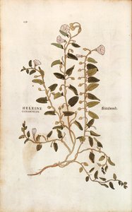 Field bindweed - Convolvulus arvensis (Helxine cissampelos) de Leonhart Fuchs de De historia stirpium commentarii insignes (Notable Commentaries on the History of Plants) gravura colorida de Leonhard Fuchs