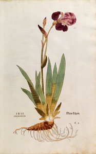 German Iris - Iris florentina (Iris germanica) de Leonhart Fuchs de De historia stirpium commentarii insignes (Notable Commentaries on the History of Plants), gravura colorida
