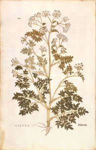 Hemlock - Conium maculatum (Cicuta) de Leonhart Fuchs da De historia stirpium commentarii insignes (Notable Commentaries on the History of Plants), gravura colorida de Leonhard Fuchs