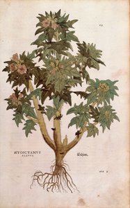 Henbane - Hyoscyamus niger (Hyoscyamus flavus ) de Leonhart Fuchs de De historia stirpium commentarii insignes (Notable Commentaries on the History of Plants) gravura colorida de Leonhard Fuchs