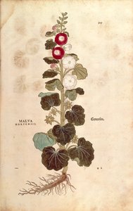 Hollyhock - Malvaceae - Alcea (Malva hortensis) de Leonhart Fuchs de De historia stirpium commentarii insignes (Notable Commentaries on the History of Plants) gravura colorida de Leonhard Fuchs